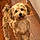Arlo