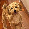 dog, pet, indoor, wooden_floor, hallway, curly_fur, happy, smiling, tail, brown, fur, canine, companion, domestic_animal, animal, cute, playful, standing, looking_at_camera, friendly