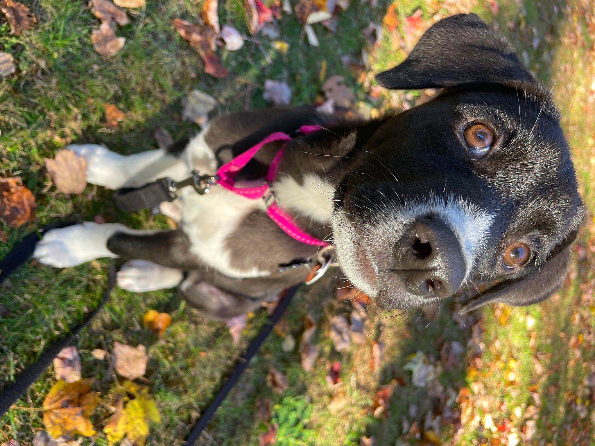 Piper is registered to the contest to win money with this photo: adventure, canidae, carnivore, collar, companion_dog, dog, dog_breed, dog_collar, fashion_accessory, fawn, fur, grass, leash, liver, pet_supply, plant, snout, sporting_group, terrestrial_animal, working_animal