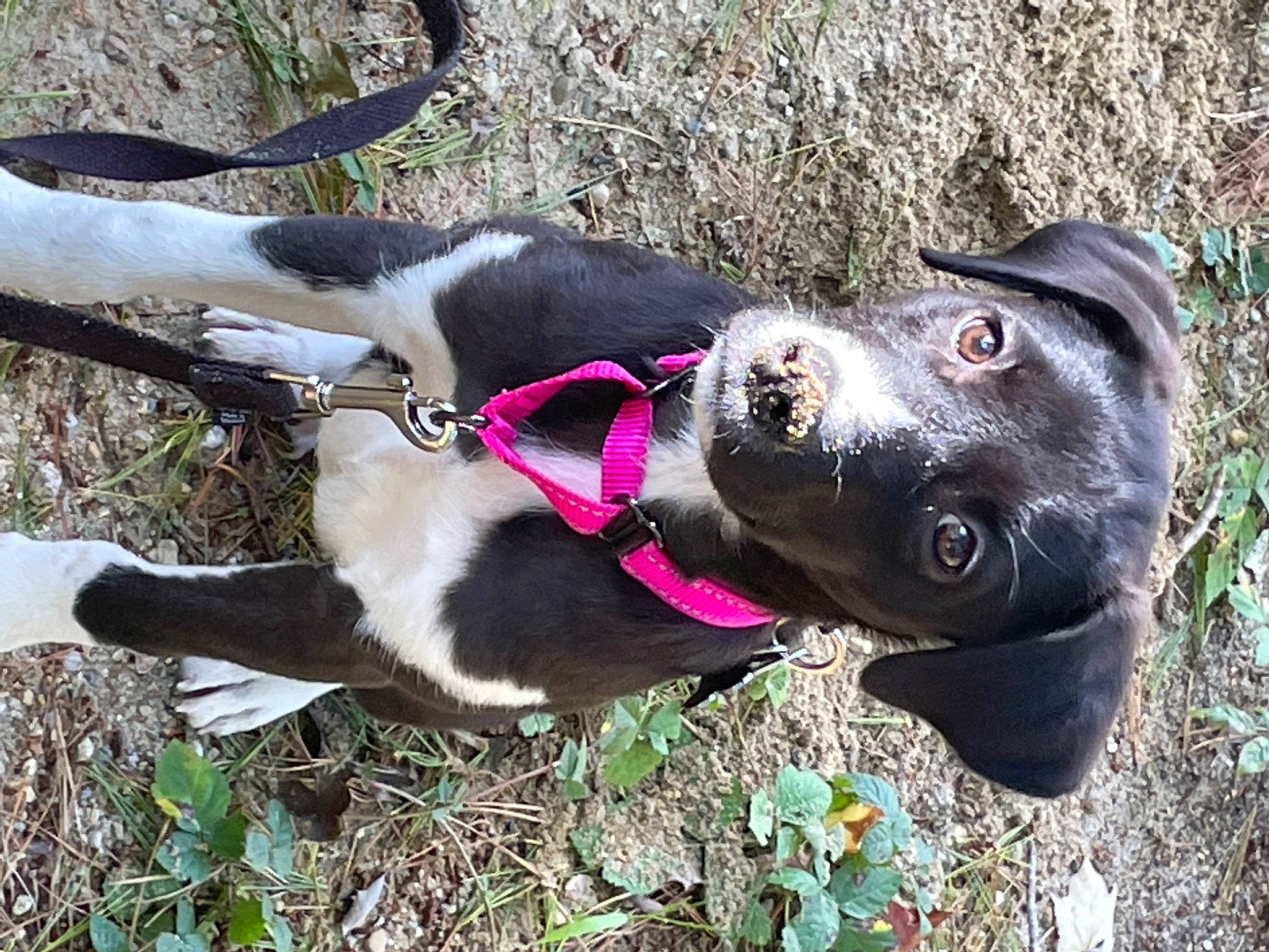 Piper joined the competition — help win amazing prizes! canidae, carnivore, collar, companion_dog, dog, dog_breed, dog_collar, dog_supply, fashion_accessory, fawn, fur, grass, leash, pet_supply, plant, snout, sporting_group, tail, working_animal, working_dog