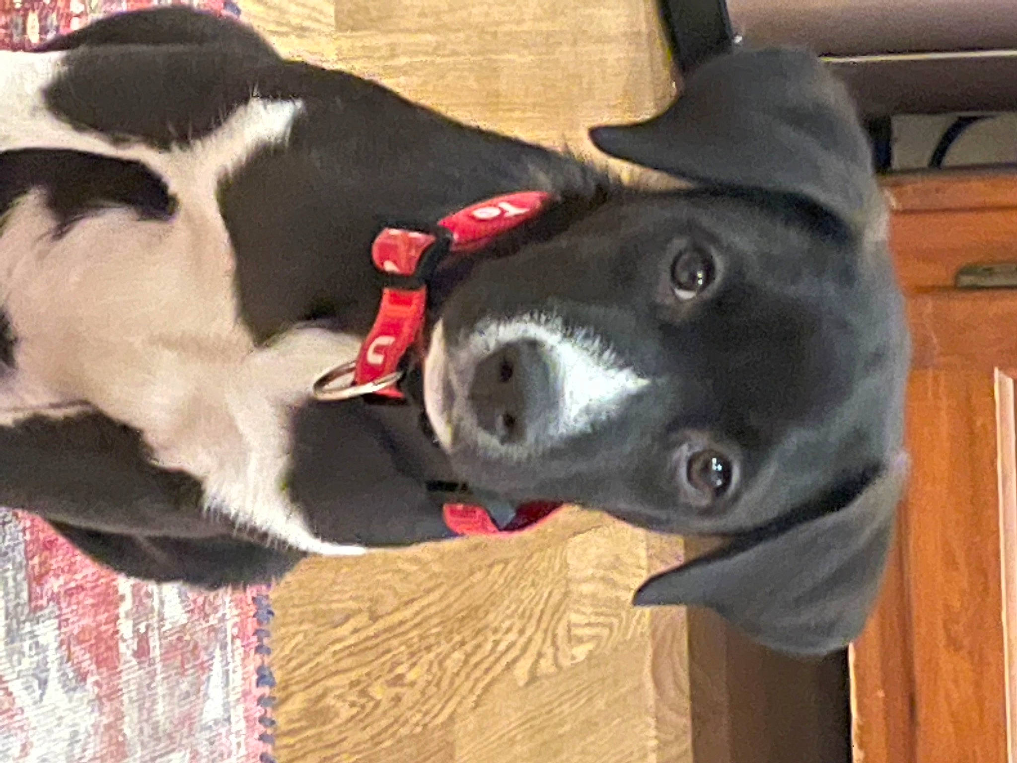 Piper joined the competition — help win amazing prizes! borador, canidae, carmine, carnivore, collar, companion_dog, dog, dog_breed, dog_collar, dog_supply, fashion_accessory, fur, hardwood, pet_supply, snout, sporting_group, tail, vertebrate, whiskers, working_animal