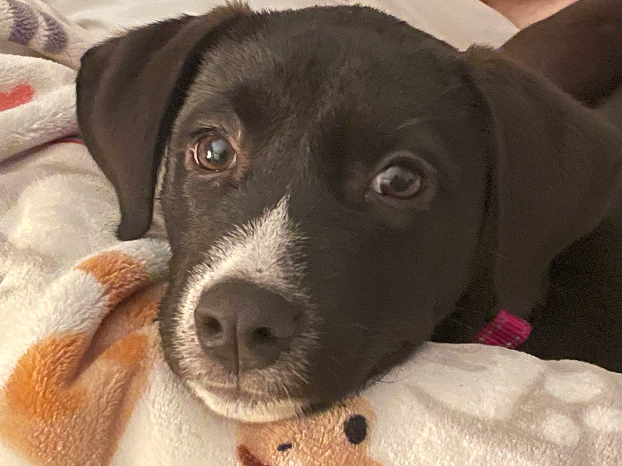 Piper is registered to the contest to win money with this photo: borador, canidae, carnivore, comfort, companion_dog, dog, dog_breed, ear, fur, grey, gun_dog, hunting_dog, liver, non_sporting_group, snout, sporting_group, terrestrial_animal, whiskers, working_animal