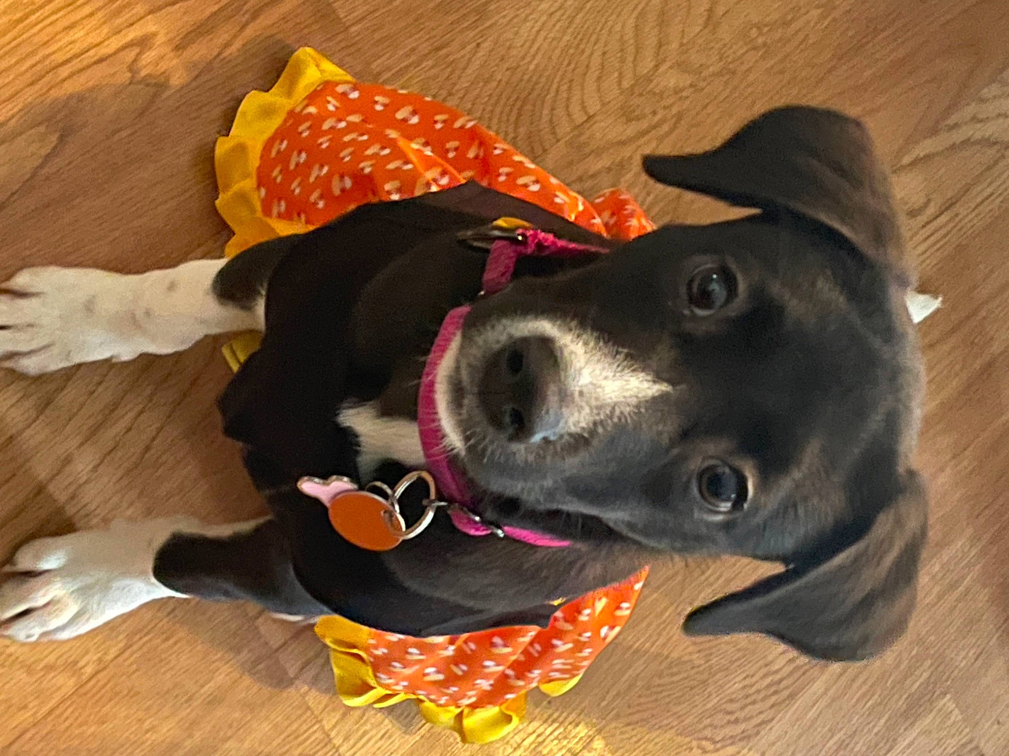 Piper is registered to the contest to win money with this photo: carnivore, collar, companion_dog, dog, dog_breed, dog_clothes, dog_collar, dog_supply, fashion_accessory, fawn, flooring, hardwood, hat, leash, personal_protective_equipment, pet_supply, snout, sporting_group, wood, working_animal