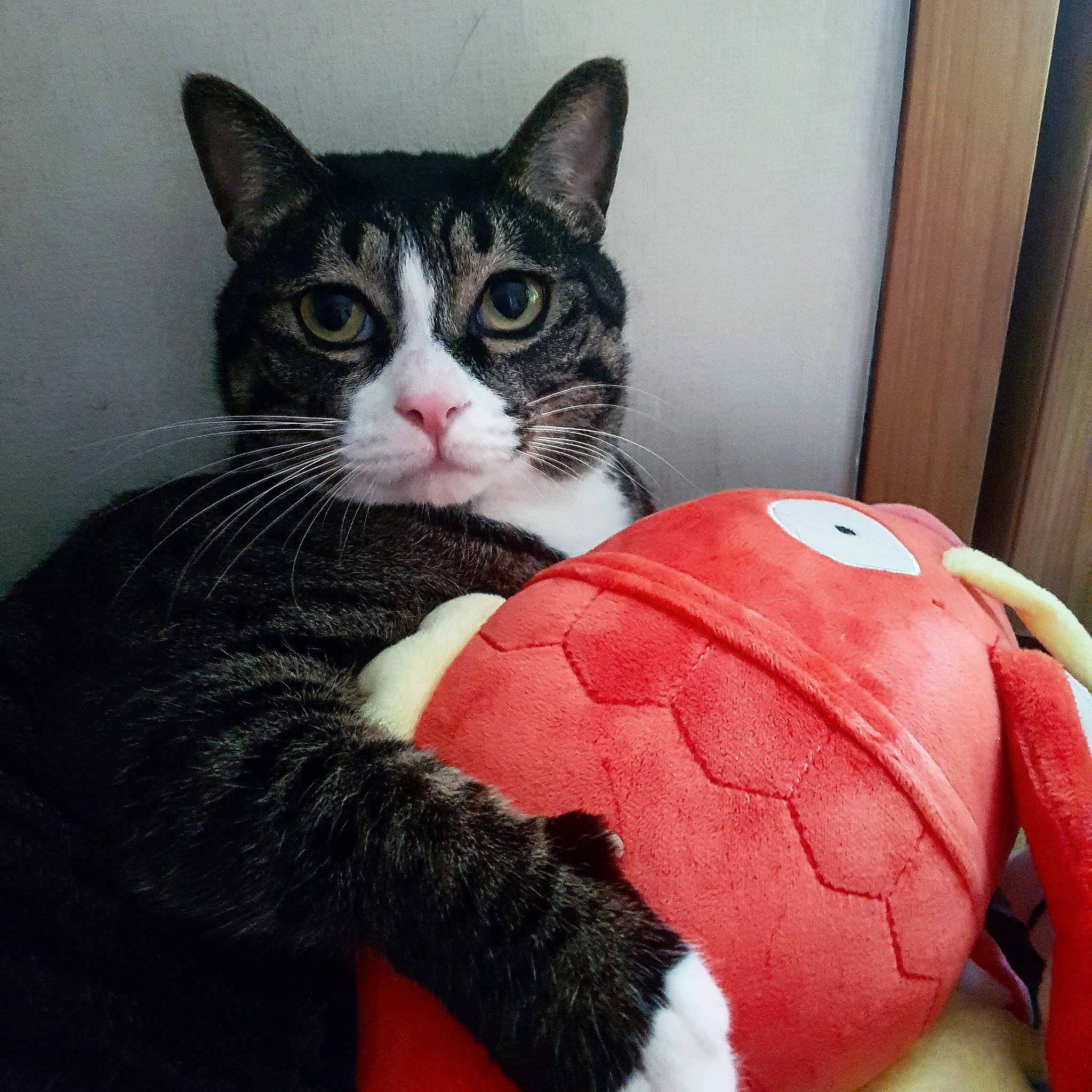 Taru is registered to the contest to win money with this photo: box, carnivore, cat, comfort, domestic_short_haired_cat, door, eye, felidae, fur, head, human_body, lap, leg, paw, sitting, small_to_medium_sized_cats, snout, tail, whiskers, window