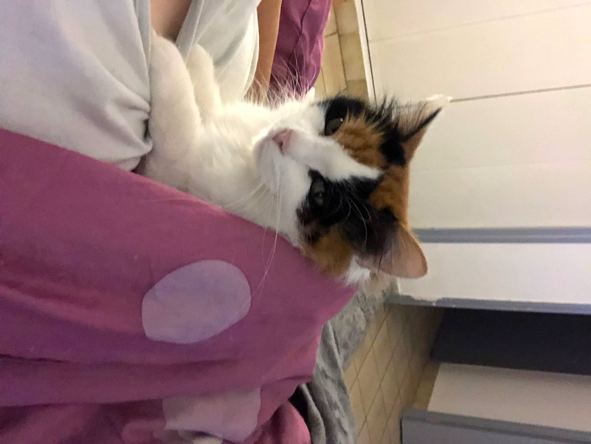 Maya a rejoint le concours — aidez-le/la à gagner de superbes lots ! bed, carnivore, cat, comfort, companion_dog, domestic_short_haired_cat, fawn, felidae, formal_wear, fur, human_leg, lap, linens, magenta, plant, room, small_to_medium_sized_cats, tail, whiskers, wood