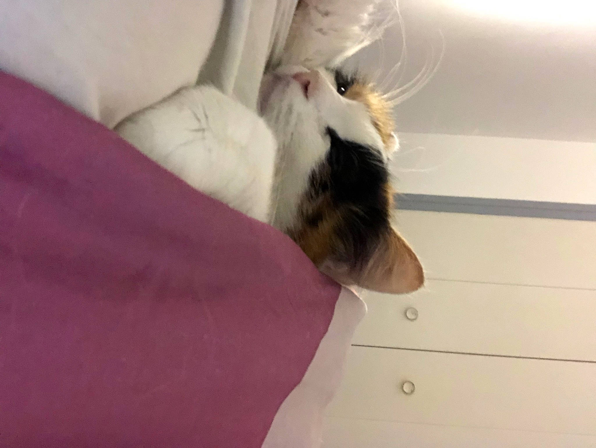 Maya participe au concours pour gagner de l'argent avec cette photo : carnivore, cat, comfort, companion_dog, dog_breed, fawn, felidae, fur, gesture, head, human_body, human_leg, leg, paw, small_to_medium_sized_cats, snout, sporting_group, tail, whiskers, wood