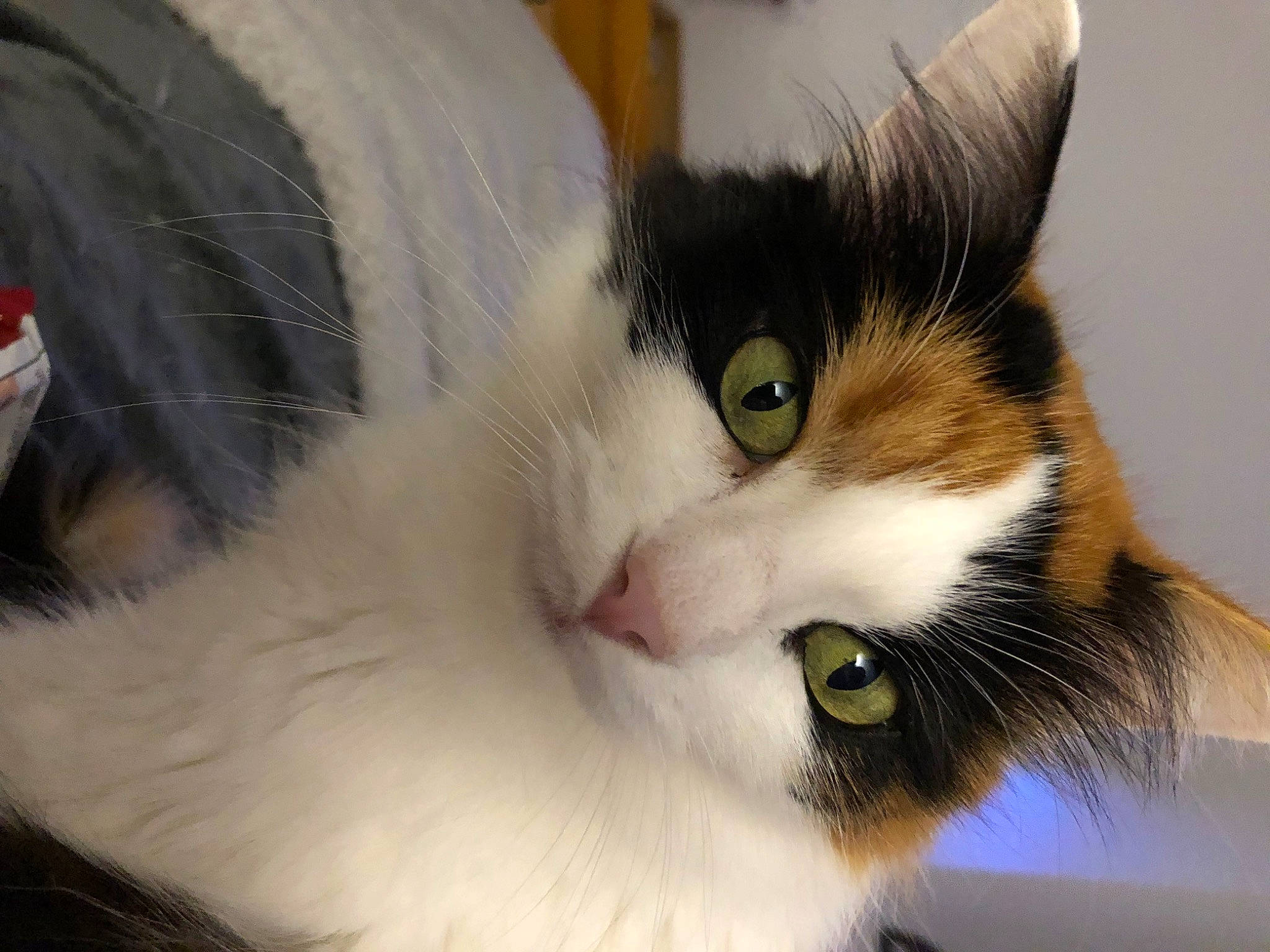 Maya participe au concours pour gagner de l'argent avec cette photo : carnivore, cat, comfort, domestic_short_haired_cat, ear, felidae, fur, paw, small_to_medium_sized_cats, snout, tail, terrestrial_animal, whiskers