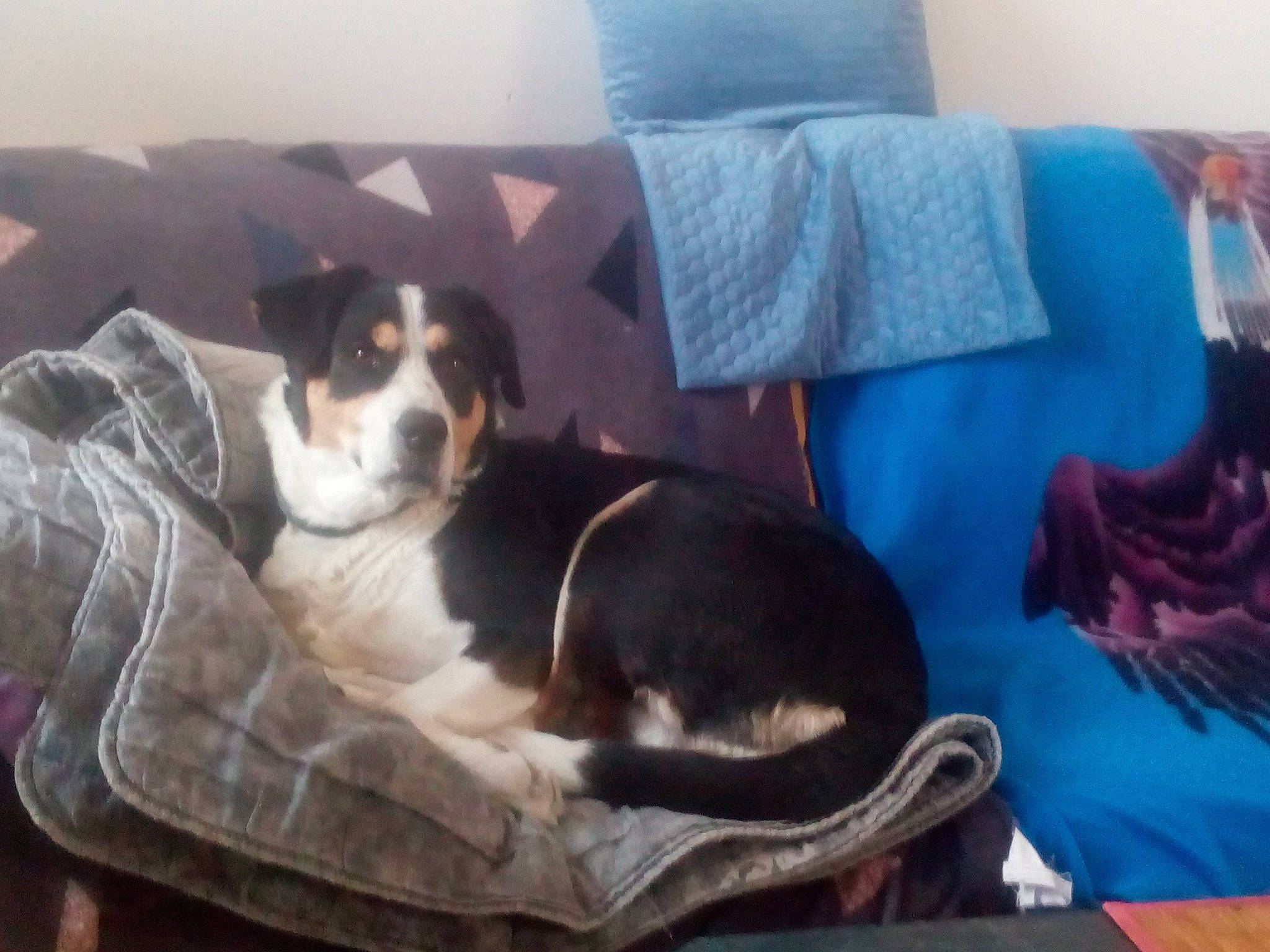 Cookie participe au concours pour gagner de l'argent avec cette photo : beagle, canidae, carnivore, companion_dog, dog, dog_breed, entlebucher_mountain_dog, finnish_hound, mammal, puppy, vertebrate