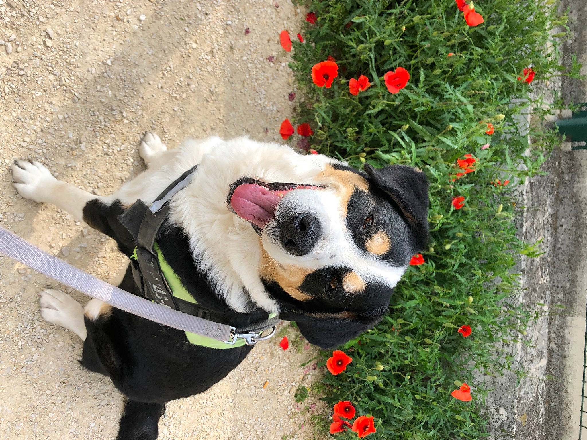 Cookie a rejoint le concours — aidez-le/la à gagner de superbes lots ! canidae, carnivore, collar, companion_dog, dog, dog_breed, dog_collar, dog_supply, fashion_accessory, fawn, flower, grass, leash, pet_supply, plant, snout, sporting_group, tree, whiskers, working_animal