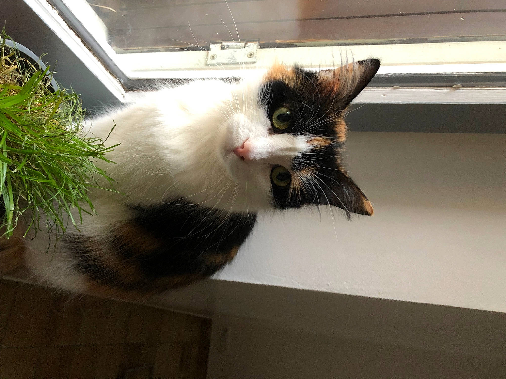 Prunelle participe au concours pour gagner de l'argent avec cette photo : carnivore, cat, claw, domestic_short_haired_cat, felidae, fur, paw, plant, small_to_medium_sized_cats, snout, tail, whiskers, window