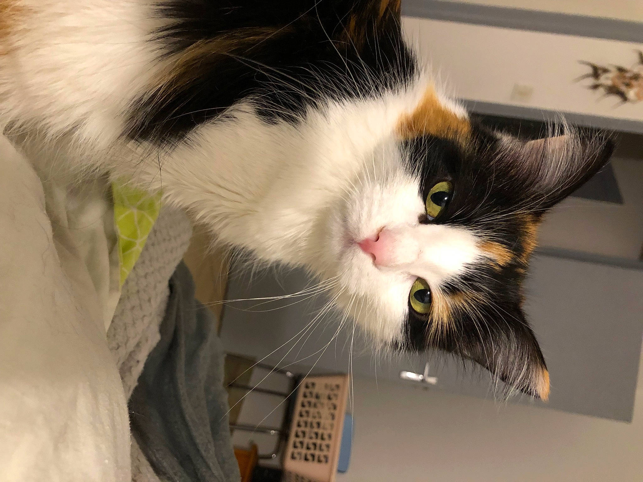 Prunelle a rejoint le concours — aidez-le/la à gagner de superbes lots ! box, cardboard, carnivore, cat, claw, comfort, domestic_short_haired_cat, felidae, fur, paw, small_to_medium_sized_cats, snout, tail, whiskers