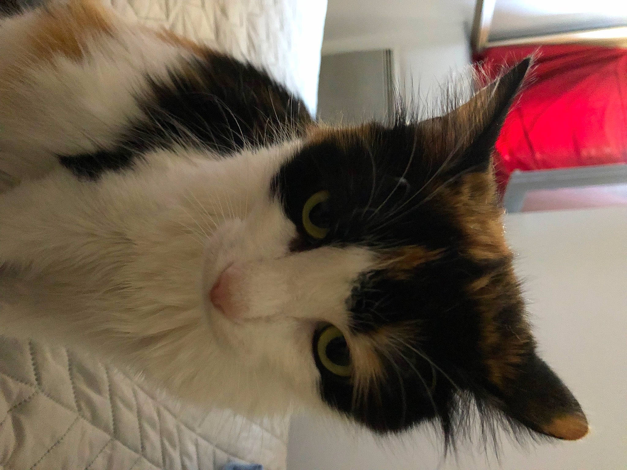 Prunelle participe au concours pour gagner de l'argent avec cette photo : cardboard, carnivore, cat, claw, comfort, domestic_short_haired_cat, felidae, fur, lamp, nap, paw, small_to_medium_sized_cats, snout, tail, whiskers