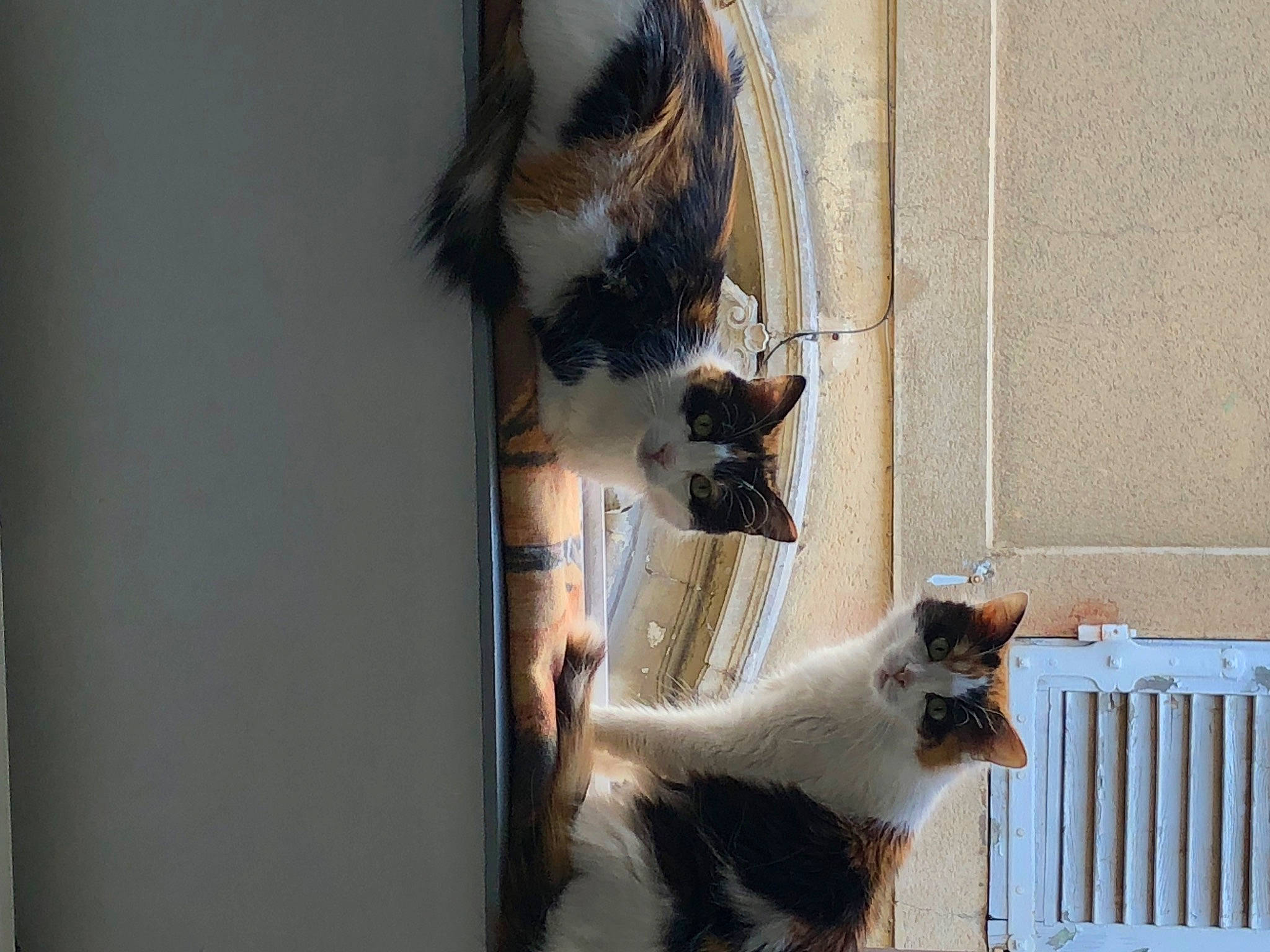 Prunelle participe au concours pour gagner de l'argent avec cette photo : canidae, carnivore, cat, claw, domestic_short_haired_cat, door, fawn, felidae, fur, paw, pet_supply, plant, small_to_medium_sized_cats, sporting_group, tail, whiskers, window, wood