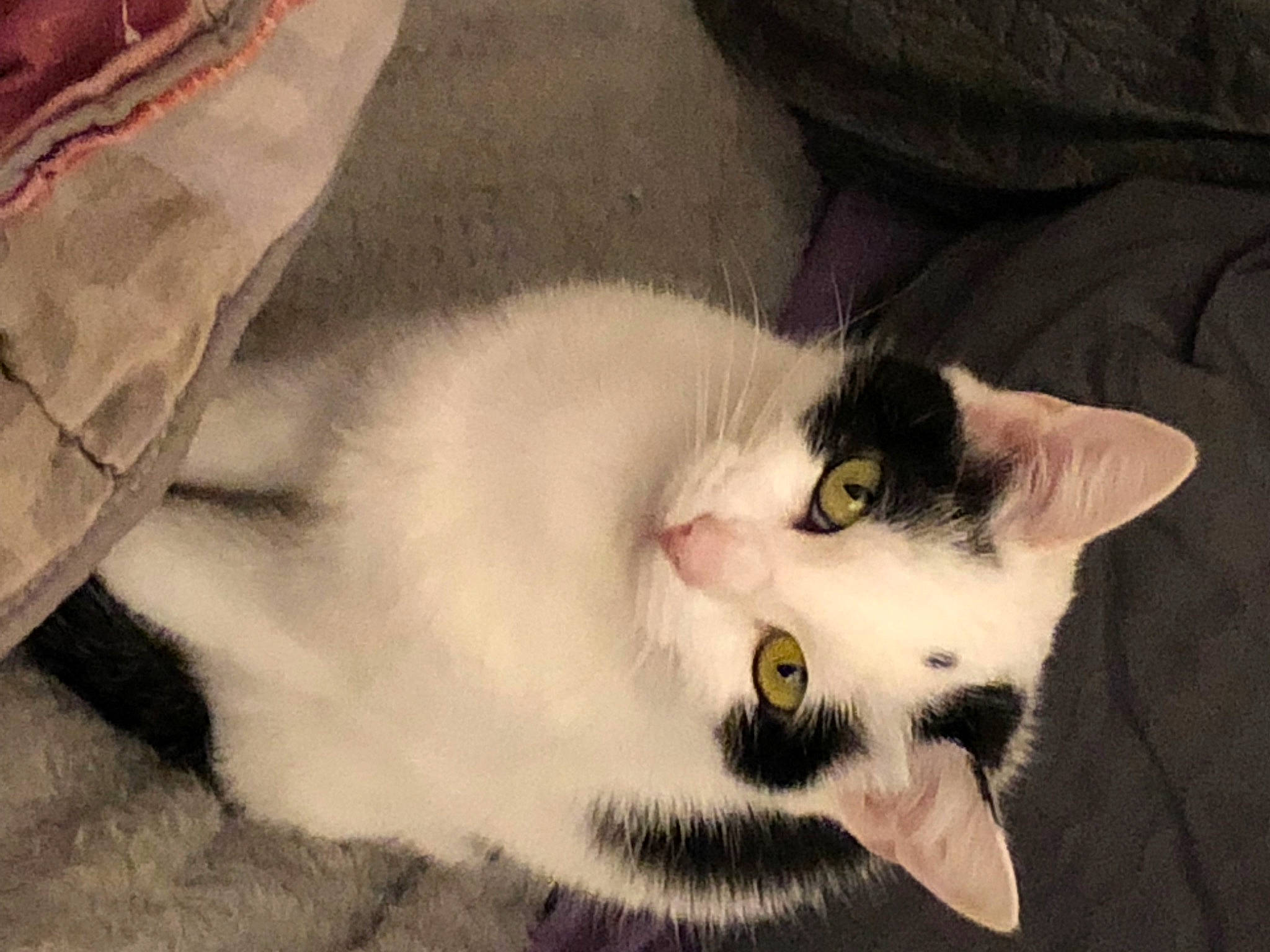 Poucinette a rejoint le concours — aidez-le/la à gagner de superbes lots ! carnivore, cat, domestic_short_haired_cat, ear, eyelash, felidae, fur, paw, small_to_medium_sized_cats, snout, tail, whiskers