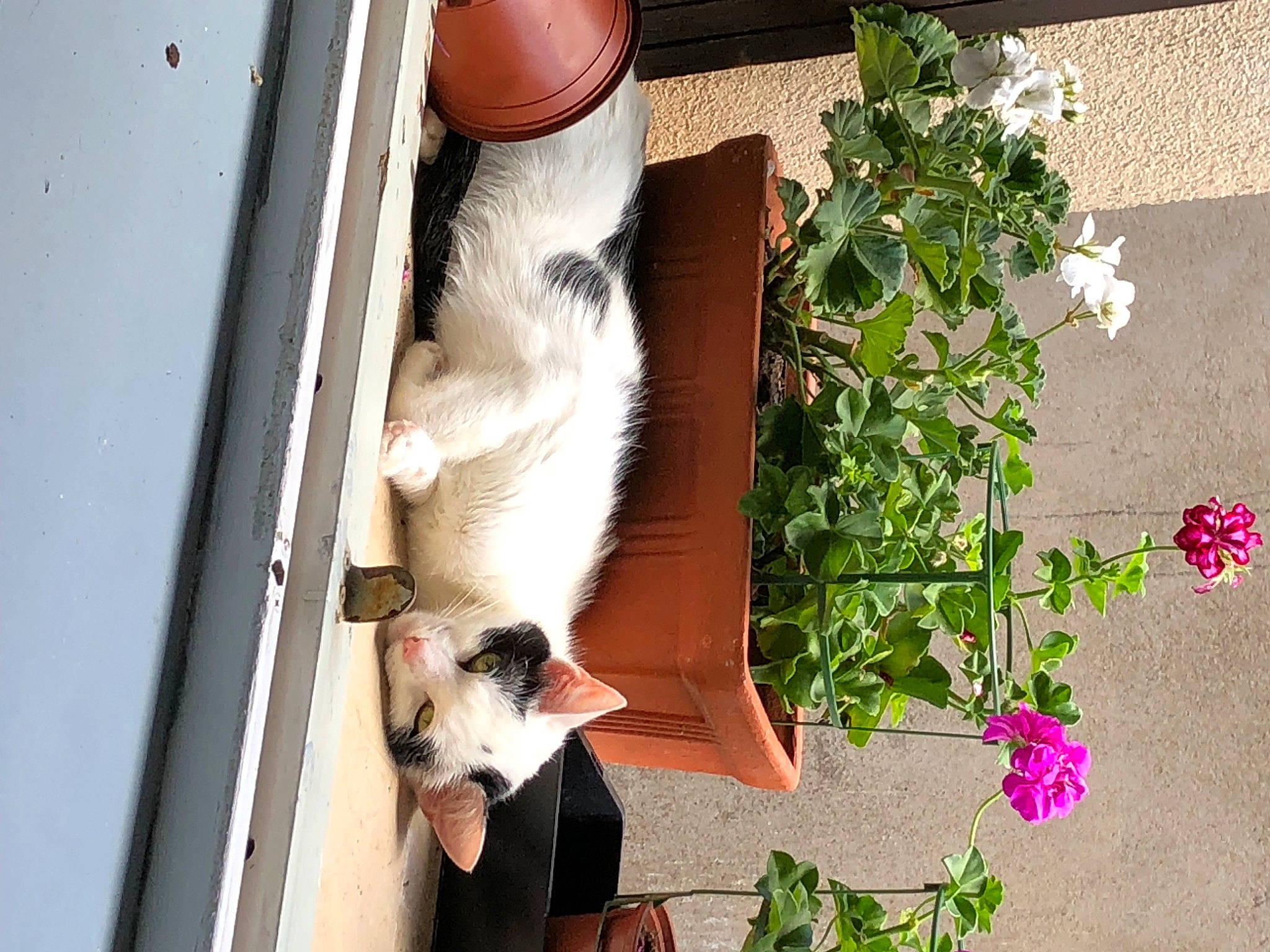 Poucinette participe au concours pour gagner de l'argent avec cette photo : annual_plant, fawn, felidae, flower, flowering_plant, flowerpot, fur, grass, herb, herbaceous_plant, houseplant, petal, plant, shrub, small_to_medium_sized_cats, sporting_group, tail, whiskers, window, wood