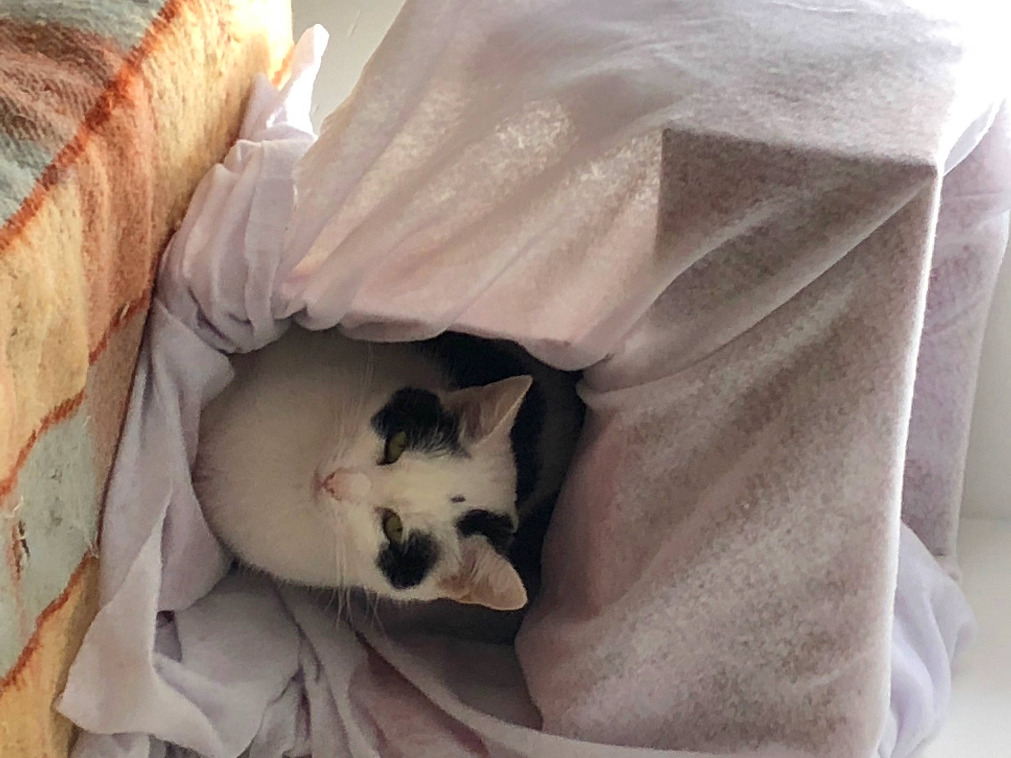 Poucinette a rejoint le concours — aidez-le/la à gagner de superbes lots ! box, cardboard, carnivore, cat, cat_bed, cat_supply, comfort, domestic_short_haired_cat, fawn, felidae, fur, linens, nap, packaging_and_labeling, paw, pet_supply, room, small_to_medium_sized_cats, tail, whiskers