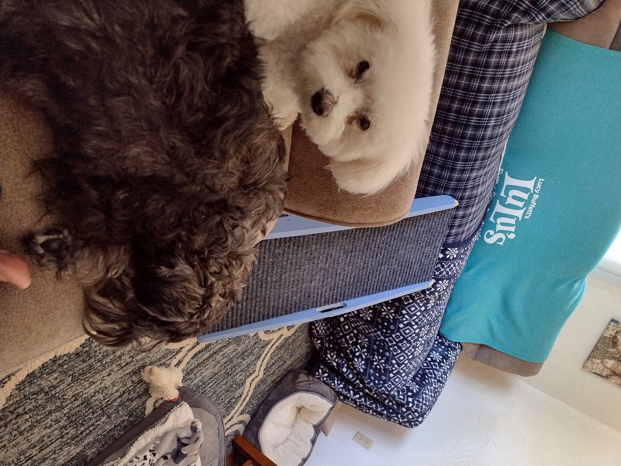 Zoey is registered to the contest to win money with this photo: child, companion_dog, dog_breed, doll, eyewear, fashion_accessory, fur, gesture, happy, neck, poodle, selfie, sitting, stuffed_toy, t_shirt, teddy_bear, textile, toy, toy_dog, wool