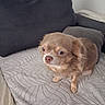 bed, bedroom, bedspread, blanket, brown_fur, cute, dog, ears, eyes, face, fluffy, indoors, long_hair, nose, pet, pillow, portrait, puppy, sitting, small_dog