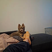 Aiko participe au concours pour gagner de l'argent avec cette photo : dog, chihuahua, small_dog, long_hair, brown_fur, pointed_ears, sitting, pet, couch, sofa, blanket, sock, human_legs, indoor, living_room, pet_crate, portrait, looking_at_camera, cozy, home