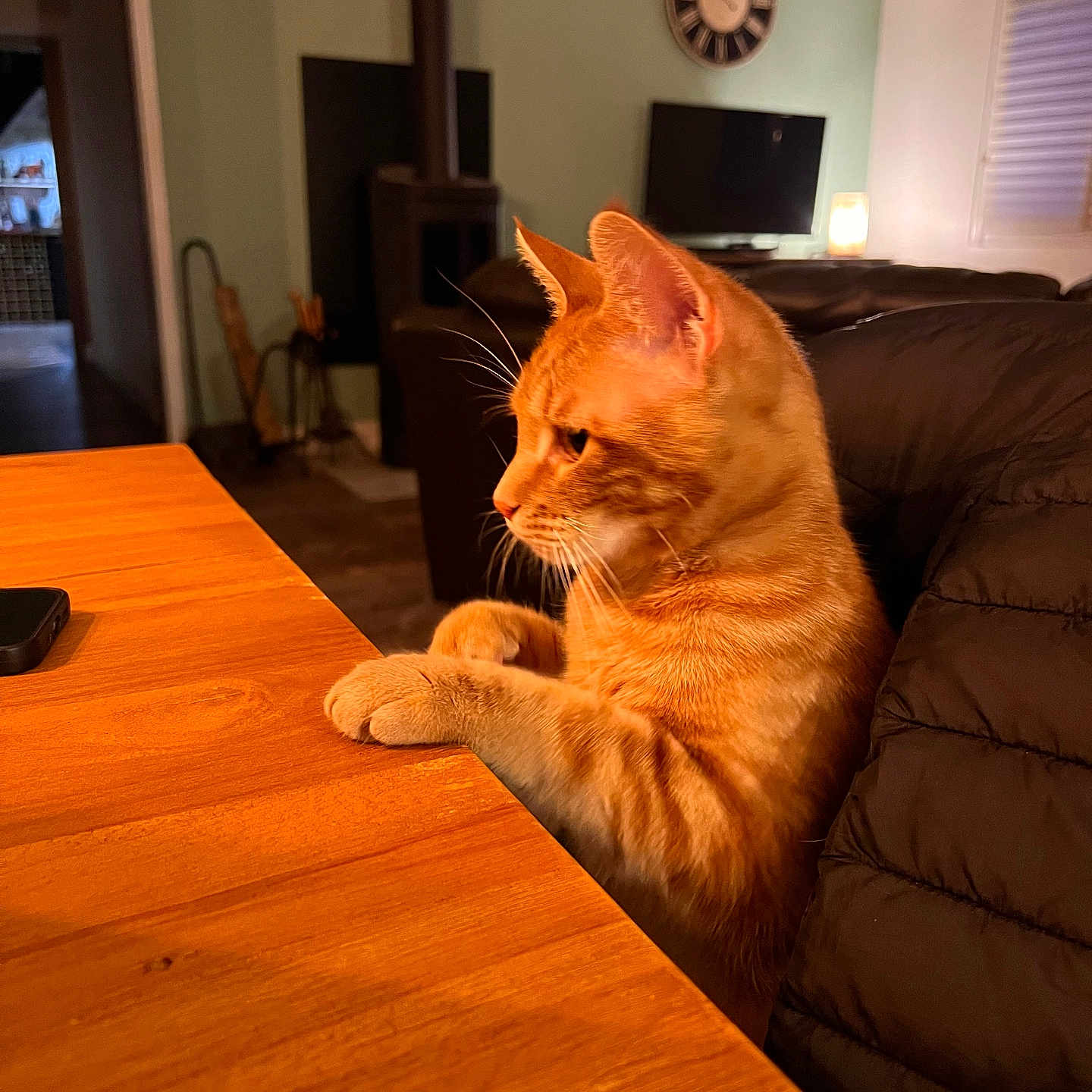 Winny a rejoint le concours — aidez-le/la à gagner de superbes lots ! animal, background, cat, clock, cozy, curious, domestic, focused, furniture, indoor, lamp, living_room, orange_tabby, paw, pet, side_view, soft_lighting, table, warm, wooden_table