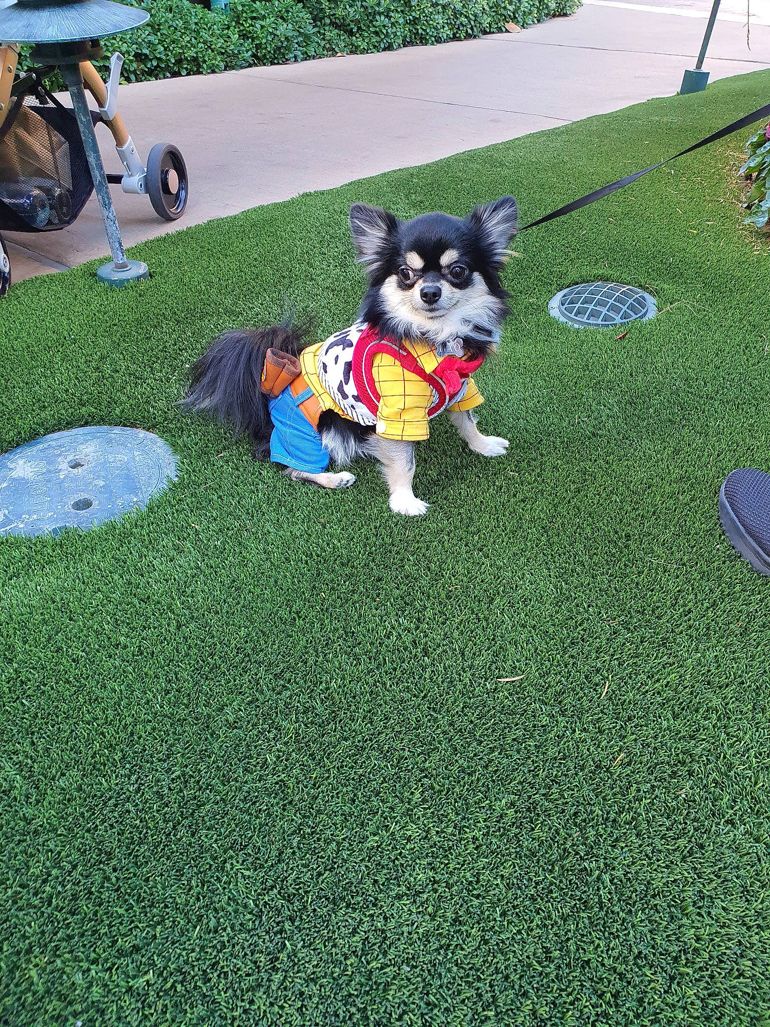 Bao is registered to the contest to win money with this photo: alaskan_klee_kai, alaskan_malamute, canidae, carnivore, companion_dog, dog, dog_breed, flooring, games, grass, lawn, pembroke_welsh_corgi, plant, play, puppy, siberian_husky, sled_dog, working_dog