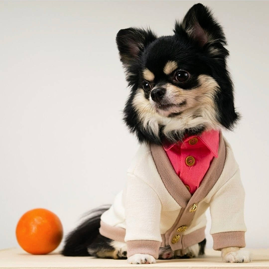 Bao joined the competition — help win amazing prizes! ancient_dog_breeds, art, canidae, carnivore, companion_dog, dog, dog_breed, dog_clothes, dog_supply, fawn, fur, herding_dog, papillon, pet_supply, snout, sporting_group, toy_dog, whiskers, working_animal, working_dog