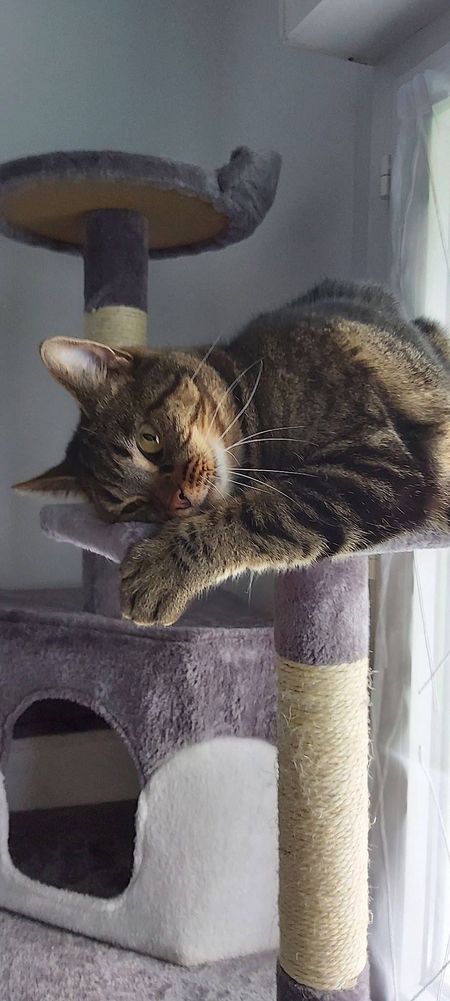 Myah participe au concours pour gagner de l'argent avec cette photo : asian, carnivore, cat, cat_furniture, domestic_short_haired_cat, dragon_li, european_shorthair, fawn, felidae, fur, kitten, maine_coon, norwegian_forest_cat, pixie_bob, polydactyl_cat, small_to_medium_sized_cats, tabby_cat, tail, whiskers