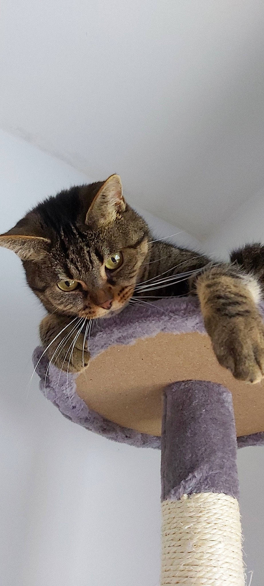 Myah participe au concours pour gagner de l'argent avec cette photo : american_shorthair, asian, british_semi_longhair, carnivore, cat, domestic_short_haired_cat, dragon_li, european_shorthair, felidae, fur, kitten, maine_coon, pixie_bob, polydactyl_cat, small_to_medium_sized_cats, tabby_cat, tail, whiskers