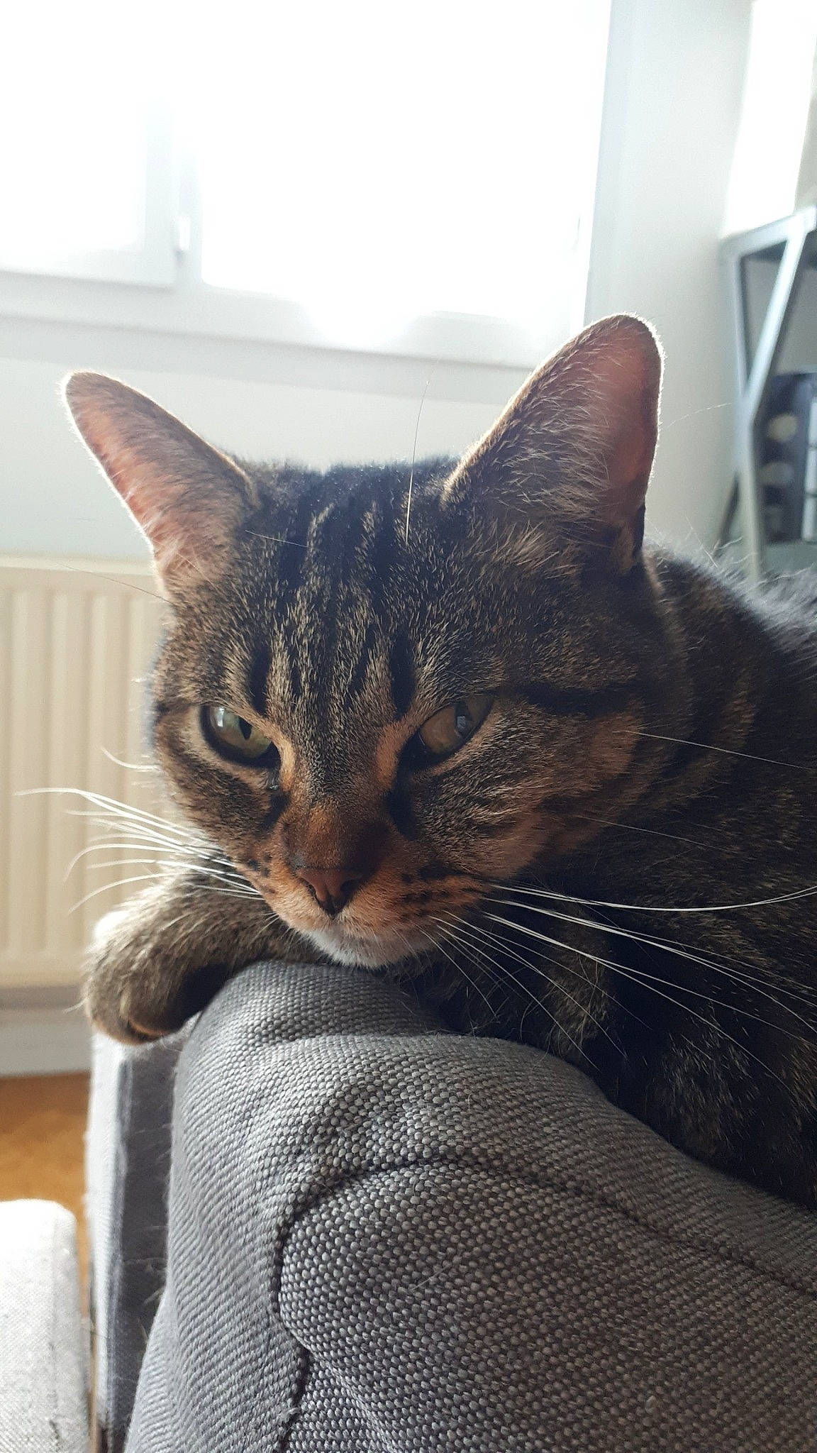 Myah a rejoint le concours — aidez-le/la à gagner de superbes lots ! american_shorthair, asian, bengal, california_spangled, carnivore, cat, domestic_short_haired_cat, dragon_li, ear, egyptian_mau, european_shorthair, felidae, fur, kitten, mammal, sitting, small_to_medium_sized_cats, snout, tabby_cat, whiskers