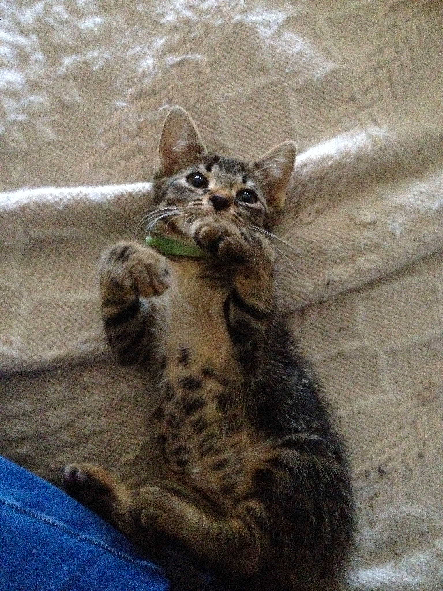 Myah participe au concours pour gagner de l'argent avec cette photo : asian, bengal, california_spangled, carnivore, cat, domestic_short_haired_cat, dragon_li, egyptian_mau, european_shorthair, felidae, kitten, mammal, ocicat, rusty_spotted_cat, small_to_medium_sized_cats, sokoke, tabby_cat, vertebrate, whiskers, wild_cat