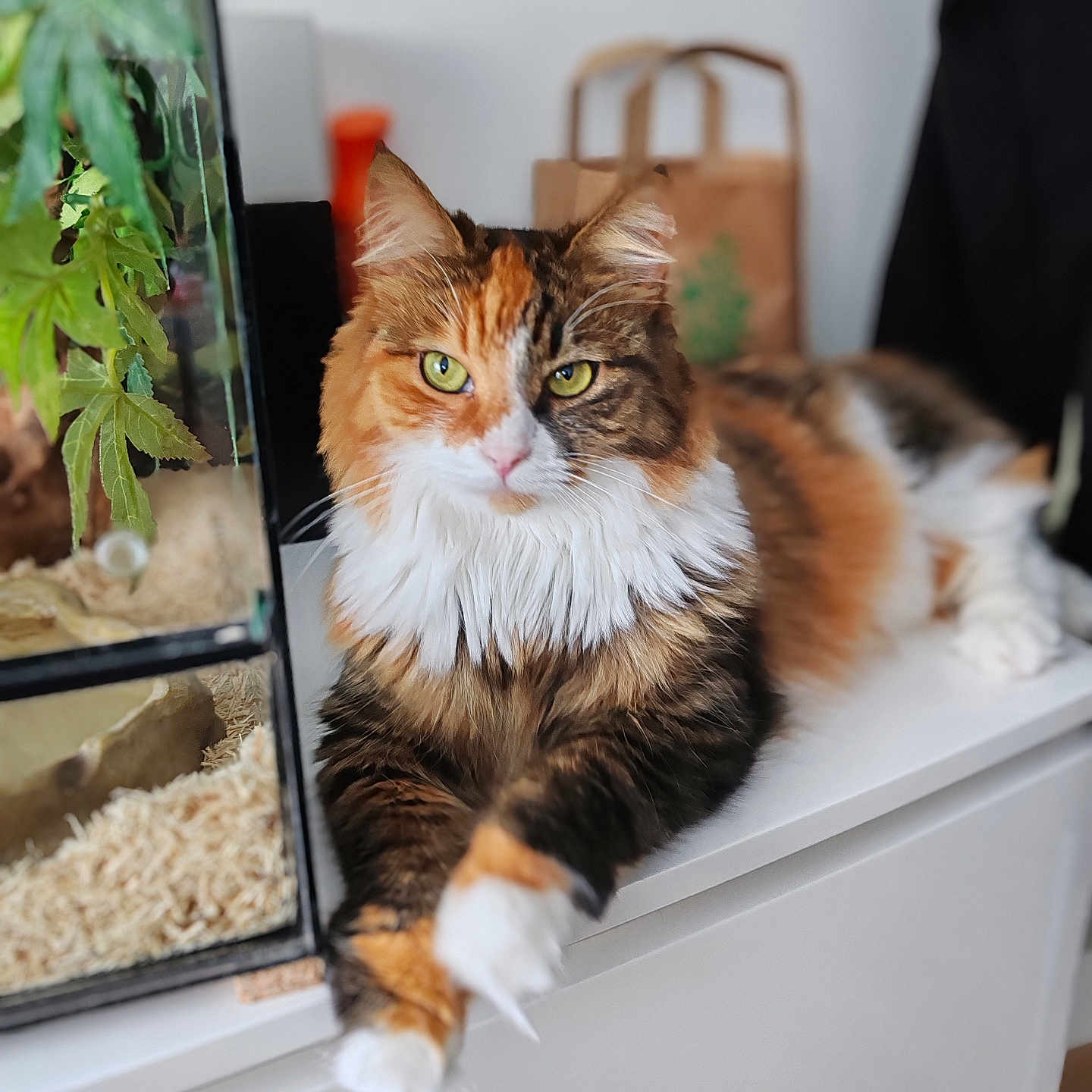 Nala participe au concours pour gagner de l'argent avec cette photo : abyssinian, adult, animal, cat, computer, electronics, female, hardwood, kitten, laptop, leaf, manx, person, pet, plant, pottedplant, window, windowsill, woman, wood