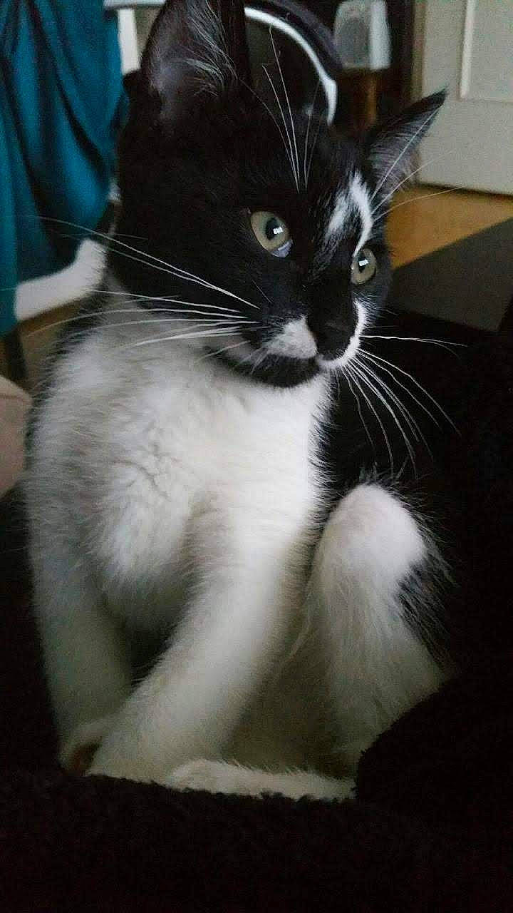 Socca participe au concours pour gagner de l'argent avec cette photo : asian, carnivore, cat, ear, felidae, javanese, kitten, mammal, polydactyl_cat, siamese, small_to_medium_sized_cats, snout, tail, thai, tonkinese, vertebrate, whiskers