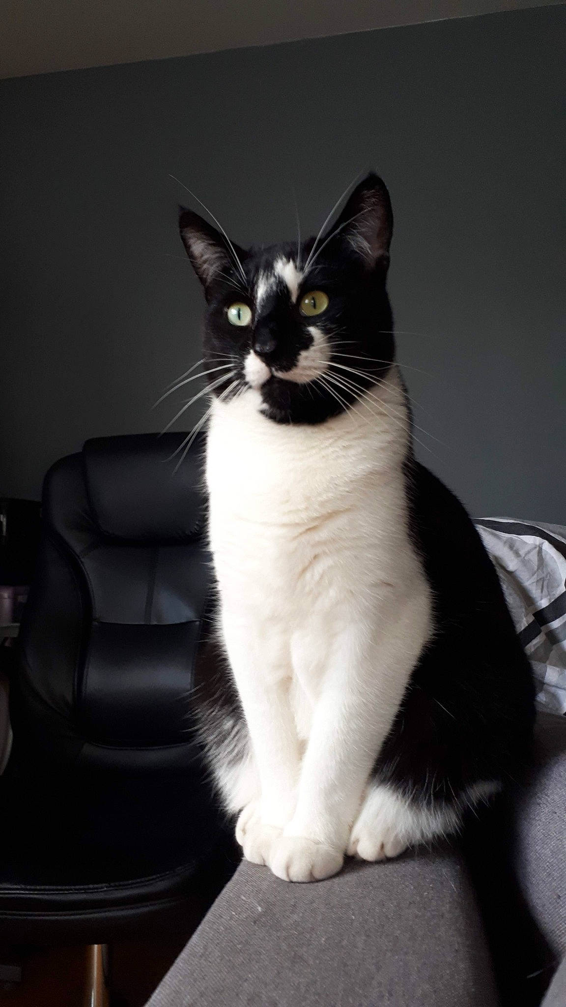 Socca a rejoint le concours — aidez-le/la à gagner de superbes lots ! aegean_cat, american_wirehair, asian, black_and_white, carnivore, cat, domestic_short_haired_cat, felidae, fur, japanese_bobtail, kitten, mammal, paw, polydactyl_cat, small_to_medium_sized_cats, tail, vertebrate, whiskers