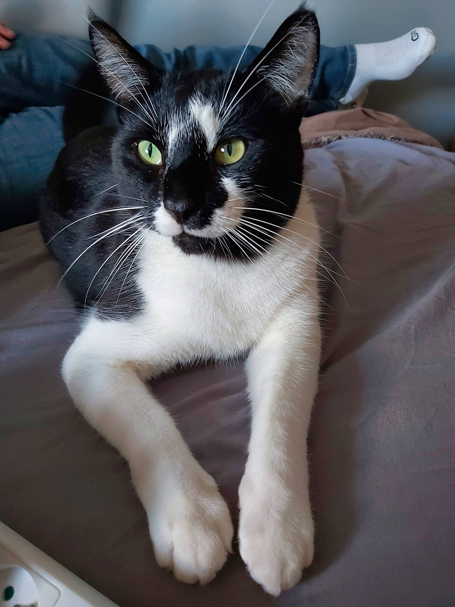 Socca a rejoint le concours — aidez-le/la à gagner de superbes lots ! aegean_cat, american_wirehair, asian, carnivore, cat, domestic_short_haired_cat, felidae, japanese_bobtail, mammal, paw, polydactyl_cat, small_to_medium_sized_cats, snout, whiskers