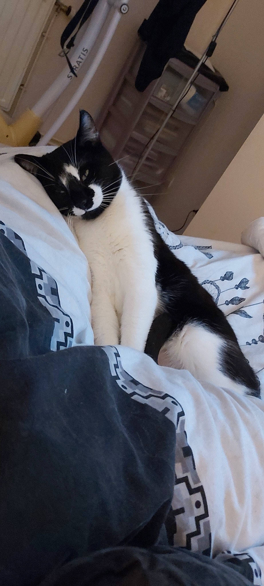 Socca a rejoint le concours — aidez-le/la à gagner de superbes lots ! black_and_white, carnivore, cat, domestic_short_haired_cat, felidae, fur, leg, polydactyl_cat, small_to_medium_sized_cats, tail, whiskers