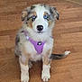 adorable, animal, blue_eyes, canine, companion, curious, cute, dog, domestic_animal, front_view, fur, house, indoor, looking, pet, puppy, purple_harness, sitting, wooden_floor, young_dog