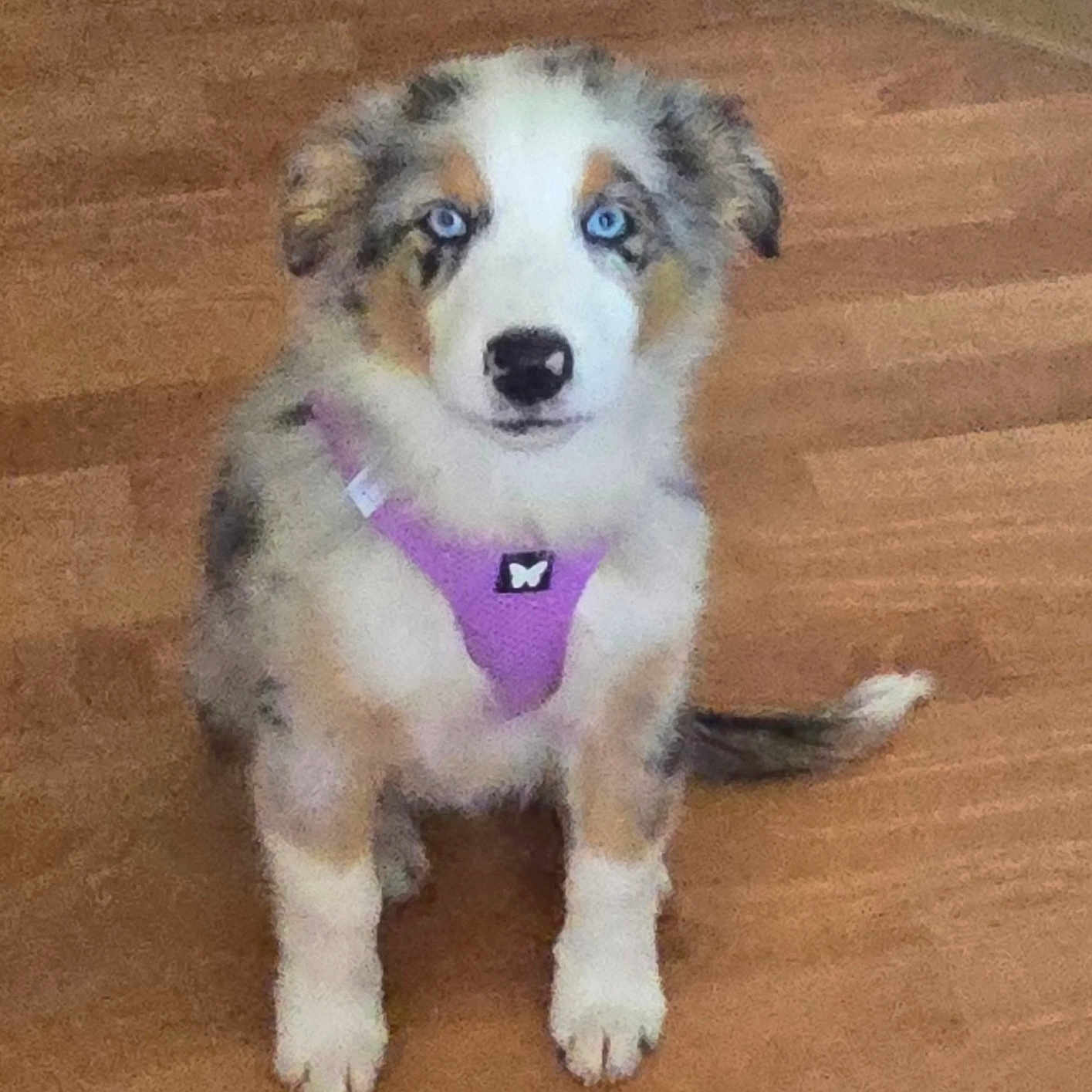 Pearl participe au concours pour gagner de l'argent avec cette photo : adorable, animal, blue_eyes, canine, companion, curious, cute, dog, domestic_animal, front_view, fur, house, indoor, looking, pet, puppy, purple_harness, sitting, wooden_floor, young_dog