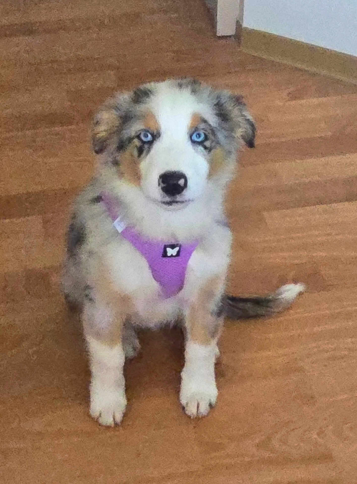 Pearl participe au concours pour gagner de l'argent avec cette photo : adorable, animal, blue_eyes, canine, companion, curious, cute, dog, domestic_animal, front_view, fur, house, indoor, looking, pet, puppy, purple_harness, sitting, wooden_floor, young_dog