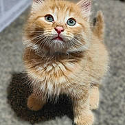 Biscuit joined the competition — help win amazing prizes! kitten, cat, orange_cat, fluffy, cute, pet, animal, fur, whiskers, paws, looking_up, indoor, close_up, young_animal, adorable, small, mammal, feline, curious, domestic_cat