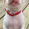 Remington is registered to the contest to win money with this photo: puppy, dog, white_dog, collar, bell, pet, cute, animal, wooden_floor, outdoor, small_puppy, tongue_out, young_dog, front_paws, looking_up, adorable, domestic_animal, fur, nose, ears