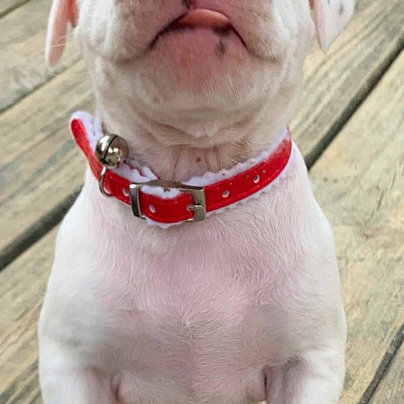 Remington
