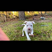 Remington joined the competition — help win amazing prizes! puppy, dog, grass, outdoor, yard, tree, nature, running, pet, animal, white_puppy, motion_blur, grass_field, garden_tools, playful, cute, young_dog, sunlight, backyard, canine