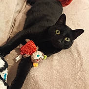 Swan participe au concours pour gagner de l'argent avec cette photo : black_cat, cat, pet, stuffed_toy, toy, couch, blanket, indoor, feline, wide_eyes, curious, cozy, relaxed, animal, mammal, laying_down, soft_texture, orange_blanket, beige_couch, claw