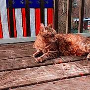 Tippy joined the competition — help win amazing prizes! cat, tabby_cat, wooden_deck, american_flag, outdoor, sunlight, relaxed, feline, patriotic, rustic, nature, trees, background, animal, pet, resting, brown, striped, heart_emoji, daytime