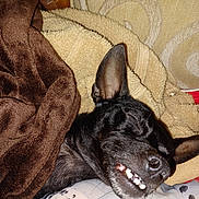 Puppy joined the competition — help win amazing prizes! animal, black_dog, blanket, brown_blanket, closeup, comfort, cozy, cute, dog, ears, fur, indoors, nap, pet, relaxed, resting, sleeping, smiling, snout, teeth