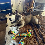 Stitch is registered to the contest to win money with this photo: animal, bed, blanket, brown, cozy, curious, cute, dog, floor, french_bulldog, indoor, living_room, pet, resting, rocking_horse, rope_toy, toy, white, wood, wooden_furniture