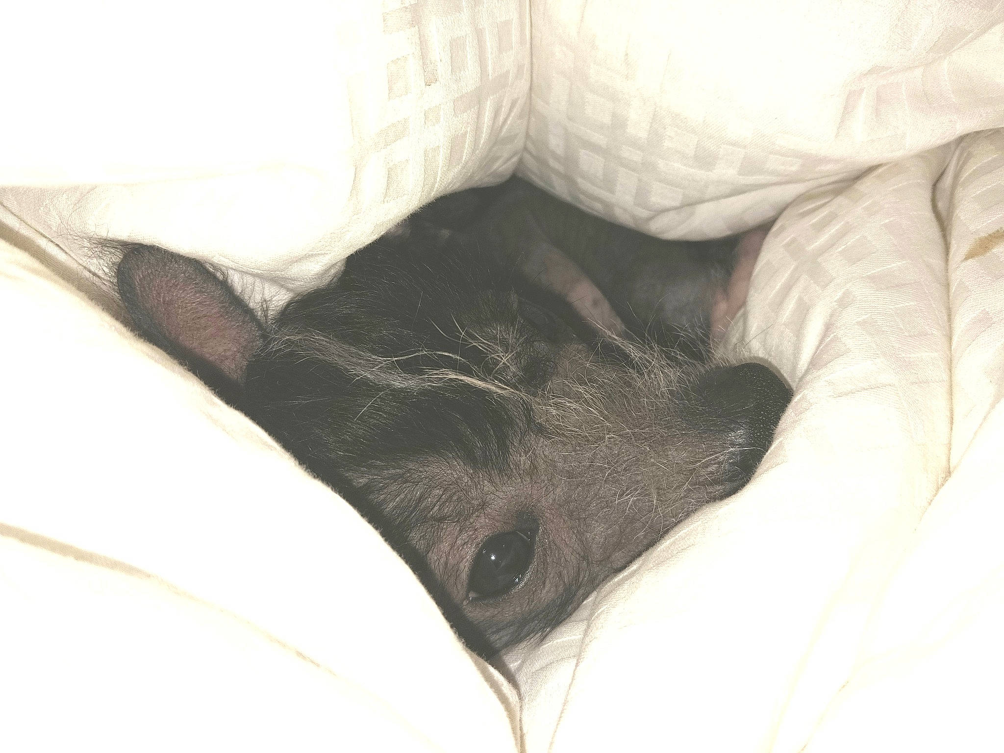 Sasha is registered to the contest to win money with this photo: canidae, carnivore, comfort, companion_dog, dog, dog_breed, fawn, felidae, foot, fur, grey, human_leg, linens, liver, nap, snout, sporting_group, tail, whiskers, working_animal