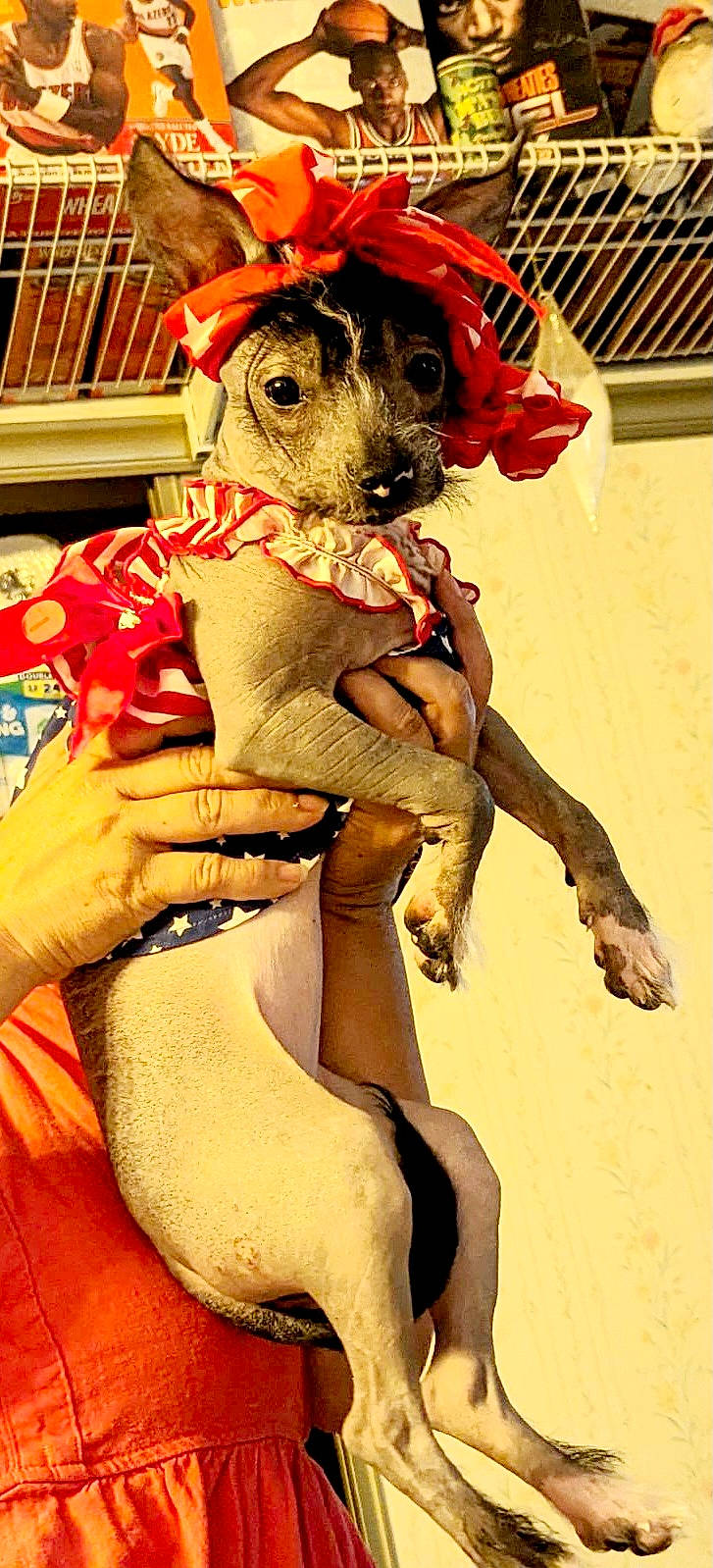 Sasha is registered to the contest to win money with this photo: animation, art, big_cats, canidae, carmine, carnivore, companion_dog, costume, dog, dog_breed, fawn, fiction, fictional_character, fur, hat, mascot, snout, sporting_group, stuffed_toy, working_animal