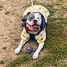 dog, animal, outdoor, grass, dirt, pet, playful, ball, canine, hoodie, polka_dot, happy, tongue_out, smiling, leash, front_paws, nature, daytime, cute, fetch