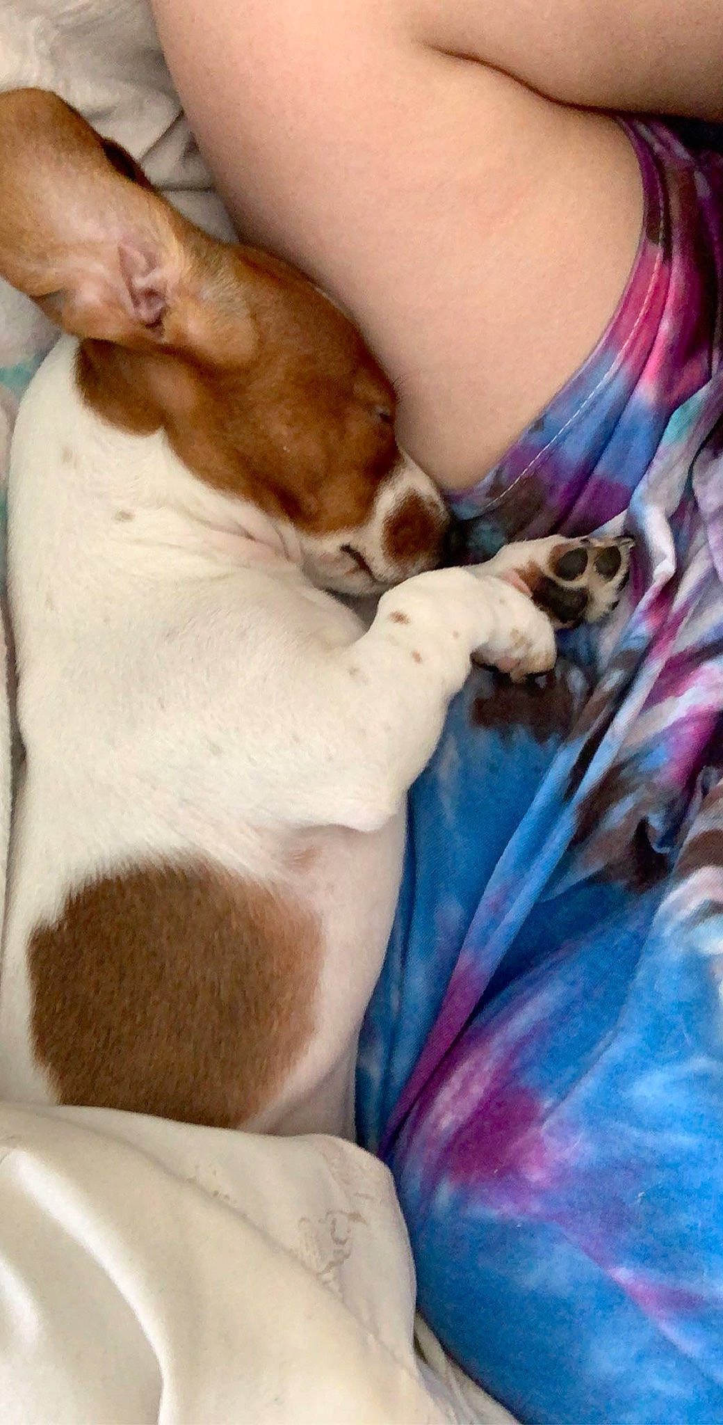 Sunni is registered to the contest to win money with this photo: canidae, carnivore, companion_dog, dog, dog_breed, fawn, feist, puppy, puppy_love, rat_terrier, russell_terrier, teddy_roosevelt_terrier, tenterfield_terrier, toy_fox_terrier, treeing_feist